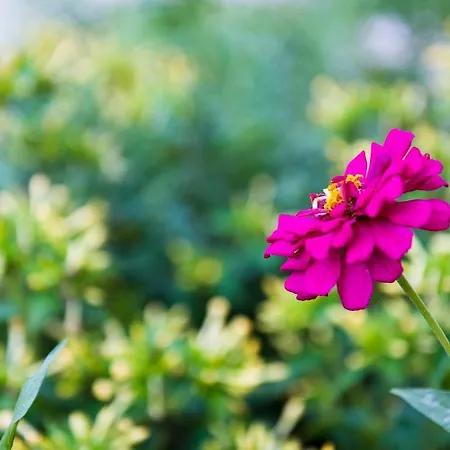 Ragias Tsilivi (Zakynthos)