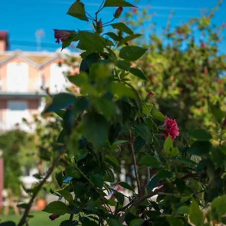 Ragias Lejlighed Tsilivi (Zakynthos)